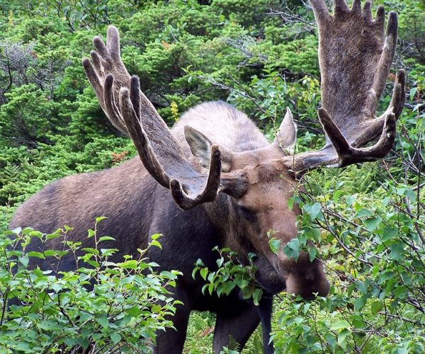 Canmore: Wilderness and Wildlife – Hiking Tours – Alberta, Canada