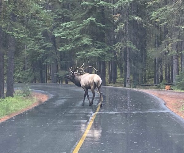 Canmore/Banff: Explore Banff + Wildlife – Alberta, Canada