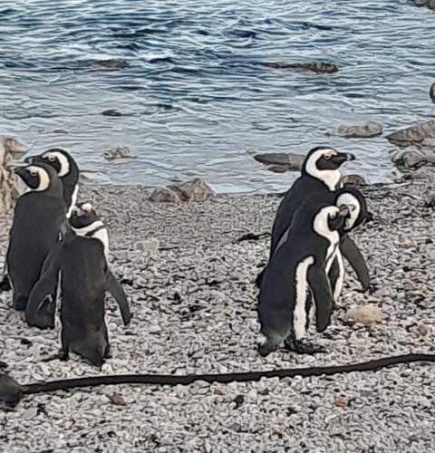 Cape Point Cape of Good Hope and Penguin Private Tour – Western Cape, South Africa