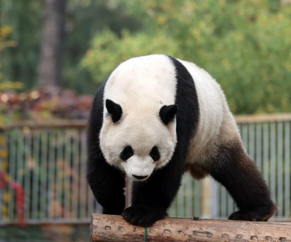 Chengdu: Panda Base Half Day Group Tour – Southwestern China, China