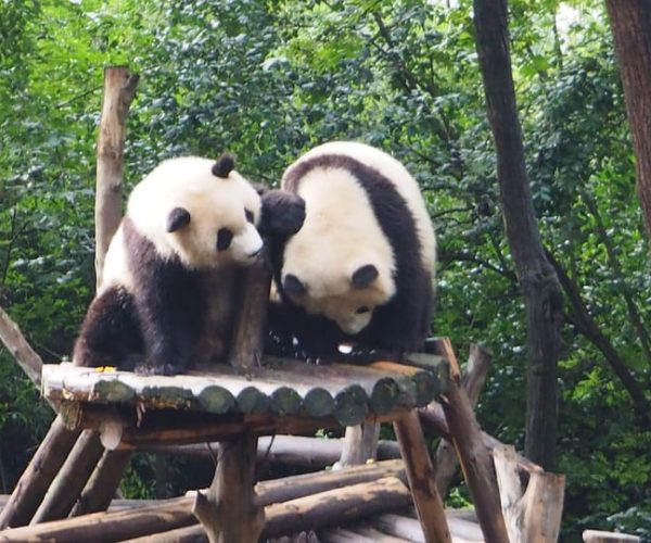 Chengdu: Panda Breeding Base Private Tour/Ticket Only Option – Southwestern China, China