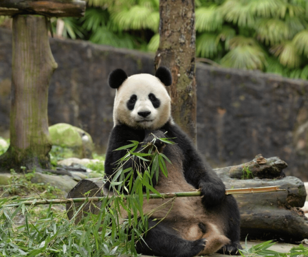 Chengdu Panda and Doujiangyan Irrigation system private tour – Southwestern China, China