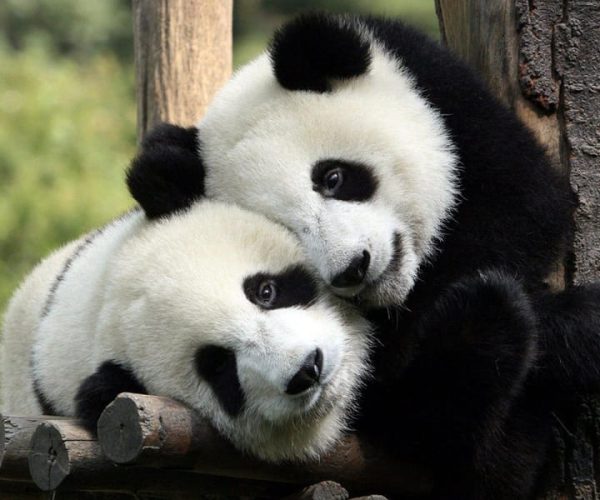 Chengdu: Private Full-Day Panda, City, Museum, & Park Tour – Southwestern China, China