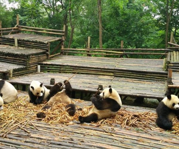 Chengdu Private Tour of Leshan Buddha and Panda Base – Southwestern China, China