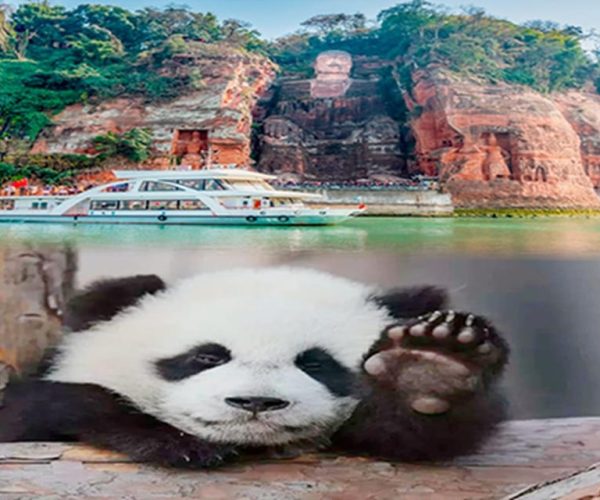 Chengdu panda & Leshan Buddha One Day Private Tour – Southwestern China, China