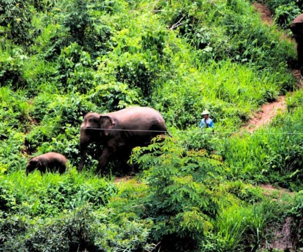 Chiang Mai: A Day in the Life of an Amateur Mahout – Chiang Mai Province, Thailand