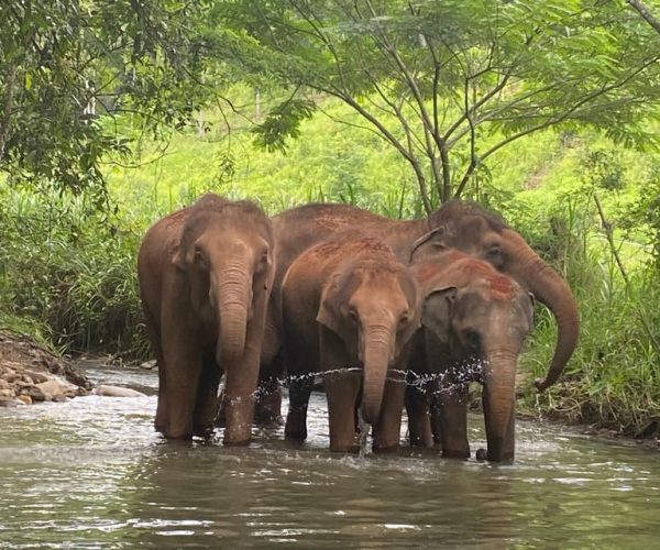 Chiang Mai: Elephant Dream Project Sanctuary – Half-Day – Chiang Mai Province, Thailand