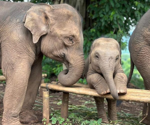 Chiang Mai: Elephant Sanctuary, Waterfall & Bamboo Rafting – Chiang Mai Province, Thailand