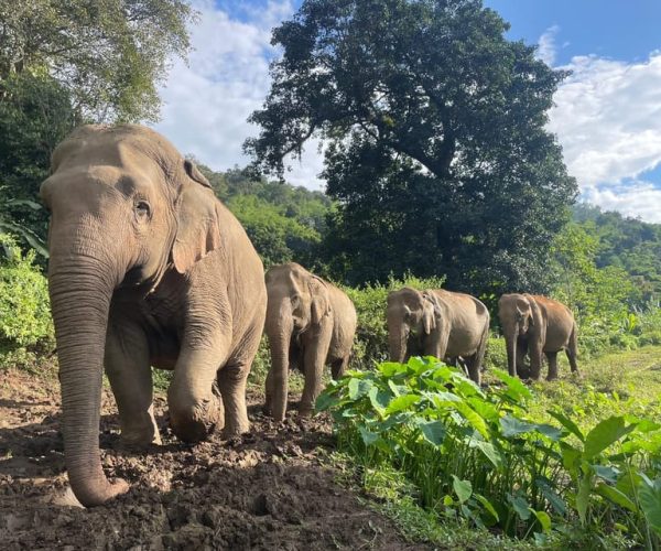 Chiang Mai: Ethical Elephant Sanctuary Day Tour & Lunch – Chiang Mai Province, Thailand