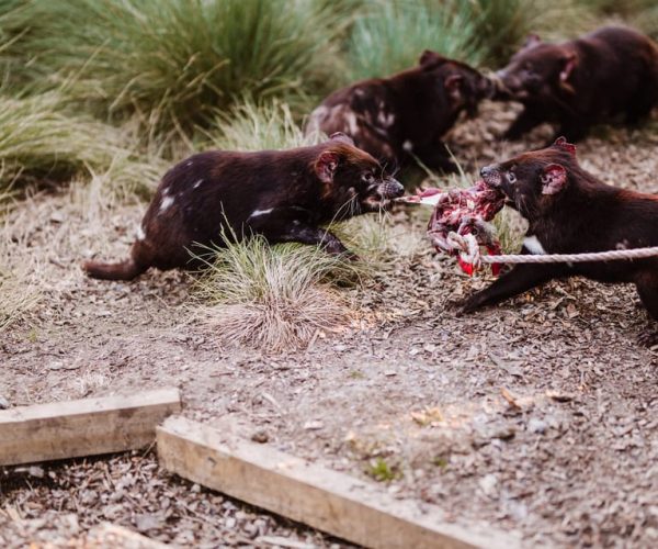 Cradle Mountain: After Dark Tasmanian Devil Feeding Tour – Tasmania, Australia