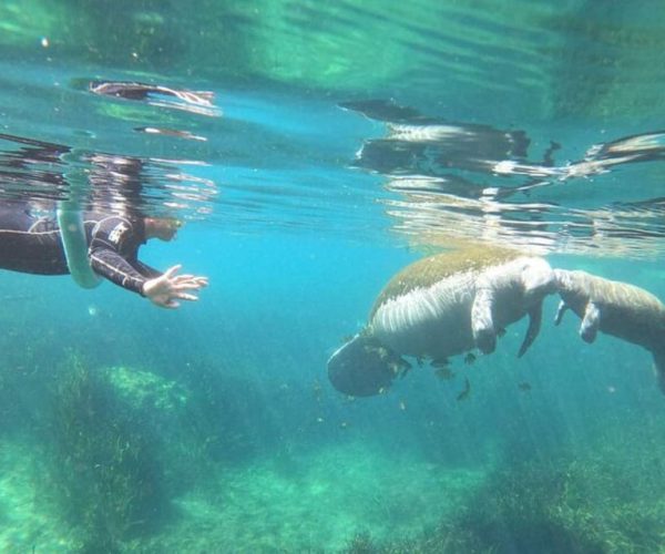 Crystal River: Manatee Snorkel with In-Water Guide – Crystal River, Florida