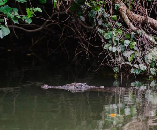 Daintree: Guided Daintree River Wildlife Cruise – Queensland, Australia