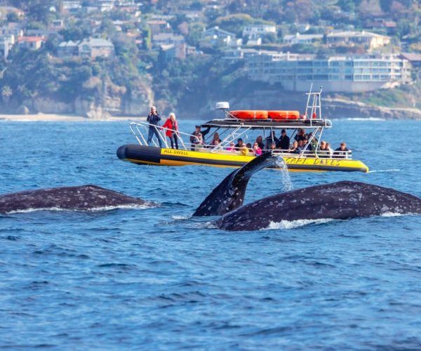 Dana Point Fast & Fun Zodiac-Style Dolphin & Whale Watching – California, California