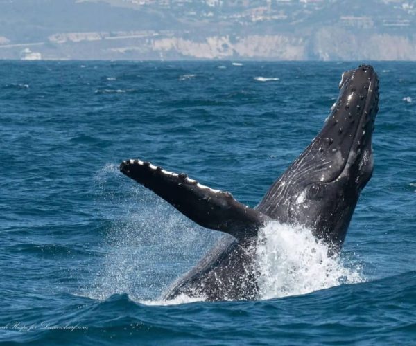 Dana Point: Whale and Dolphin Watching Tour – California, United States