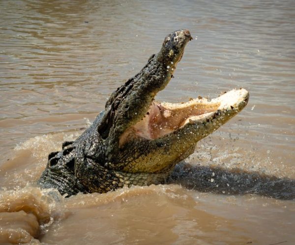 Darwin: Adelaide River Cruises, Jumping Crocodile Experience – Northern Territory, Australia