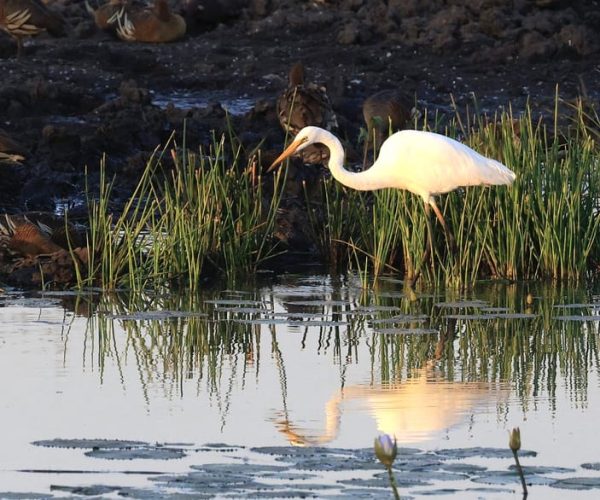 Darwin: Fogg Dam Wetlands Sunset & Humpty Doo Hotel Tour – Northern Territory, Australia