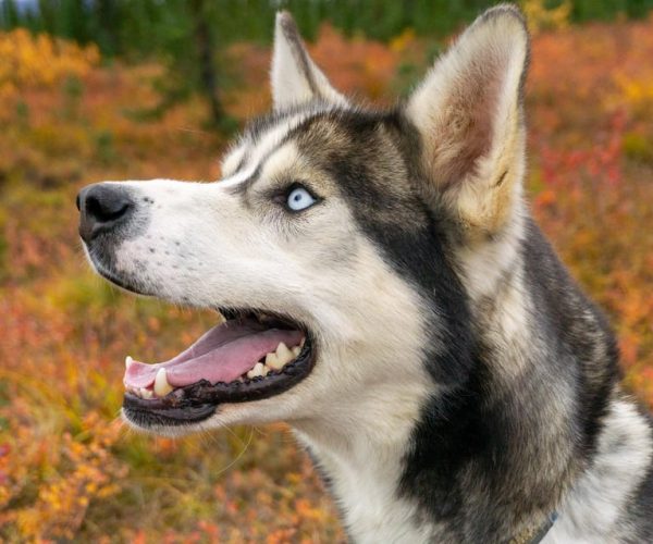 Denali: 1 Hour Tundra Walk With Free Running Sled Dogs – Alaska, United States