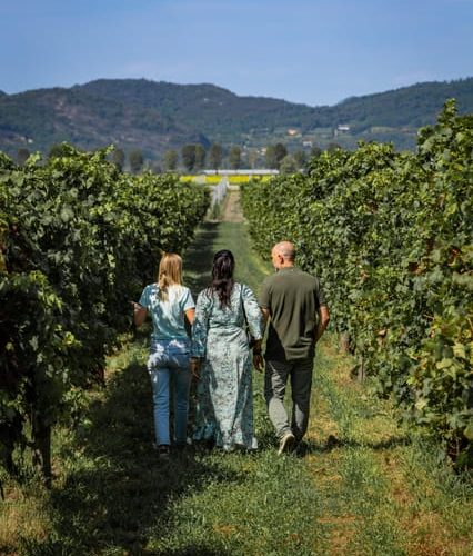 Euganean Hills Guided Wine Tour From Abano Montegrotto – Los Angeles, California