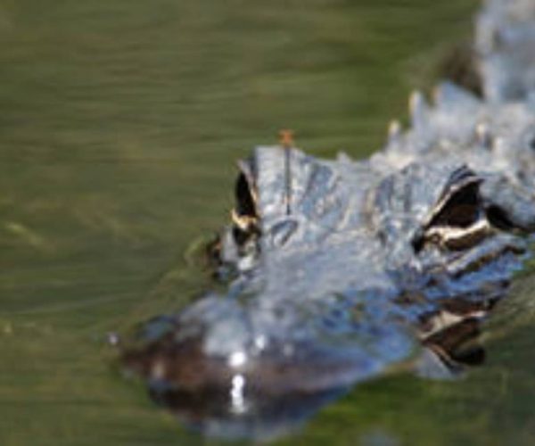 Everglades: Everglades Alligators and Orchids Kayak Eco Tour – Everglades City, Florida