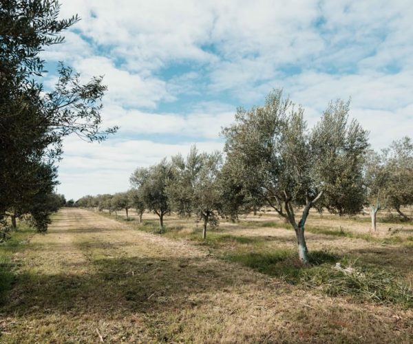 Extra Virgin Olive Oil tasting session – Soriano Department, Uruguay