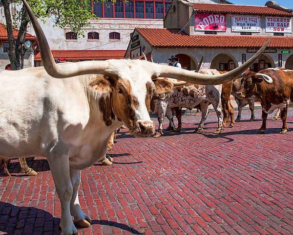 From Dallas: Fort Worth Guided Day Tour – Fort Worth, Texas