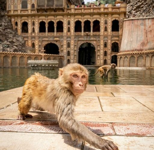 From Delhi: Jaipur Private Day Trip with Monkey Temple – Rajasthan, India