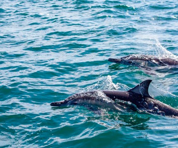 From Loreto: Coronado Island Snorkel – Baja California Sur, Mexico