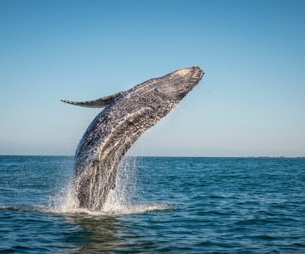 From Ma’alaea: Afternoon Whale Watch Tour Aboard the Malolo – Maalaea, Hawaii