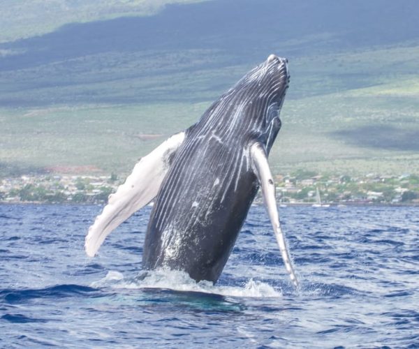 From Maalaea: Whale Watching Catamaran Cruise with Drinks – Lahaina, Hawaii