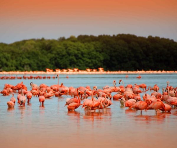 From Mérida: Ria Celestun Biosphere Reserve Tour – Yucatan Peninsula, Mexico