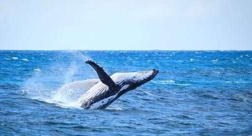 From Mooloolaba: Lux Whale Watching Cruise – Queensland, Australia