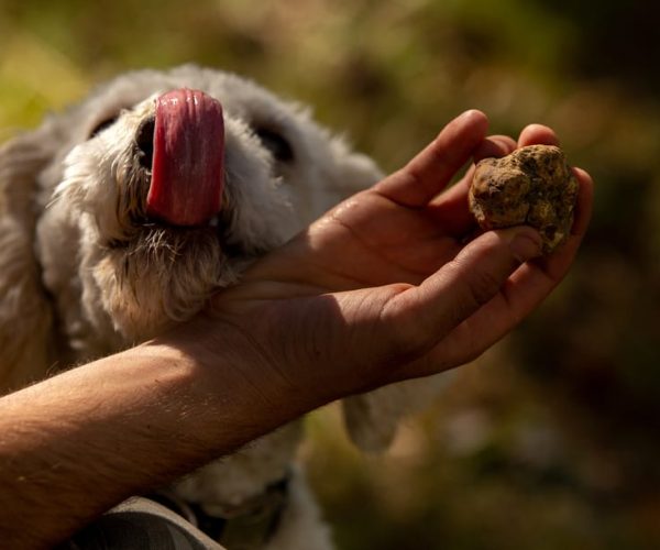 From Tortona: Piedmont Truffle Hunting Experience – Piedmont, Italy