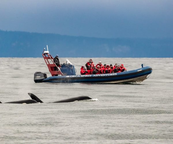 From Victoria: Whale Watching Marine Wildlife Excursion – British Columbia, Canada