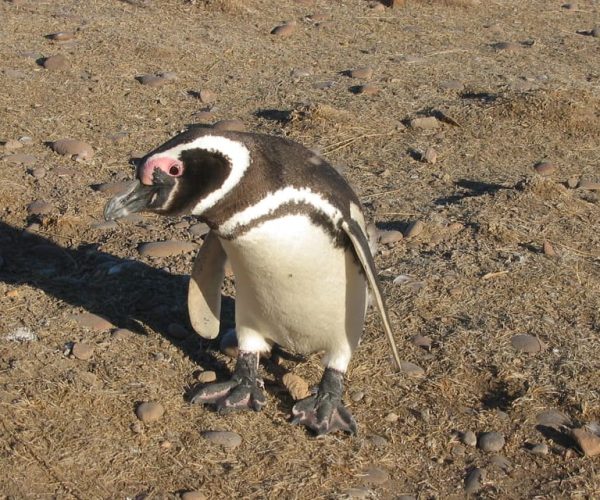 Full Day Excursion Punta Tombo with Penguins – Chubut Province, Argentina