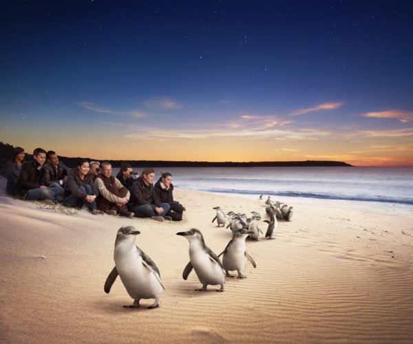 Full-Day Private Australian Wildlife Tour of Phillip Island – Victoria, Australia, Australia