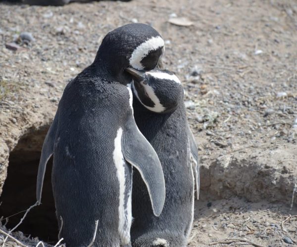 Full Day Punta Tombo + Valley – Chubut Province, Argentina