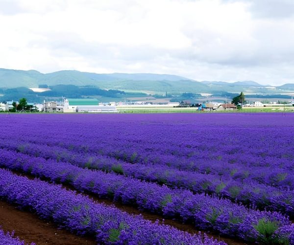 Furano?One-day Sightseeing by Private Tour – Hokkaido, Japan