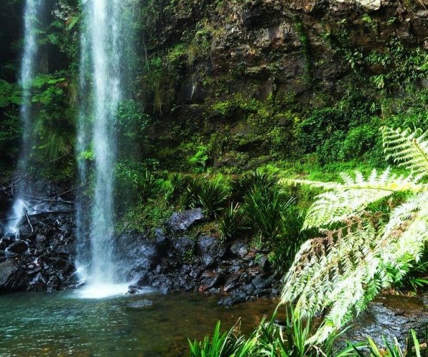 Gold Coast: Glow Worms Nocturnal Rainforest & Waterfall Walk – Queensland, Australia