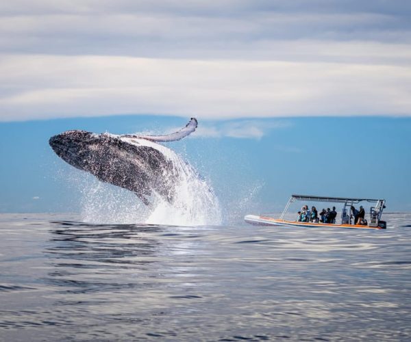 Gold Coast: Whale Watching – Queensland, Australia