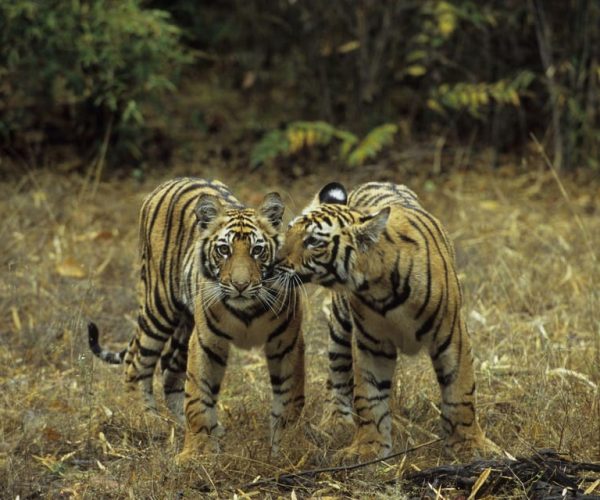 Golden Triangle Tour with Wildlife Exploration of India – New Delhi, India