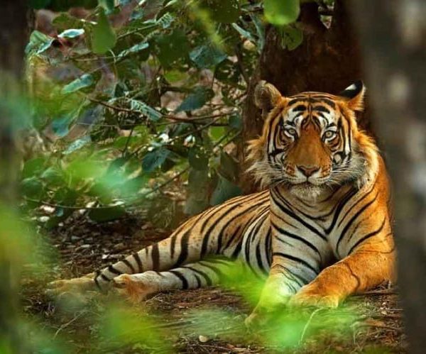 Golden Triangle with Ranthambore Wildlife Tour (06 Days) – Rajasthan, India