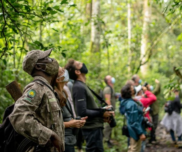 Gorilla Safari: Bwindi Impenetrable National Park – Kamwenge, Uganda