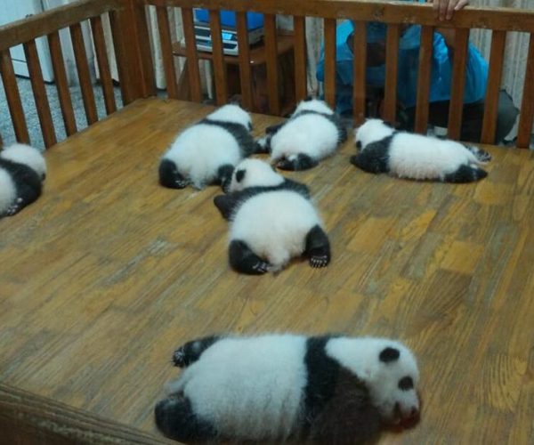 Half Day Amazing Chengdu Panda Base Trip – Southwestern China, China