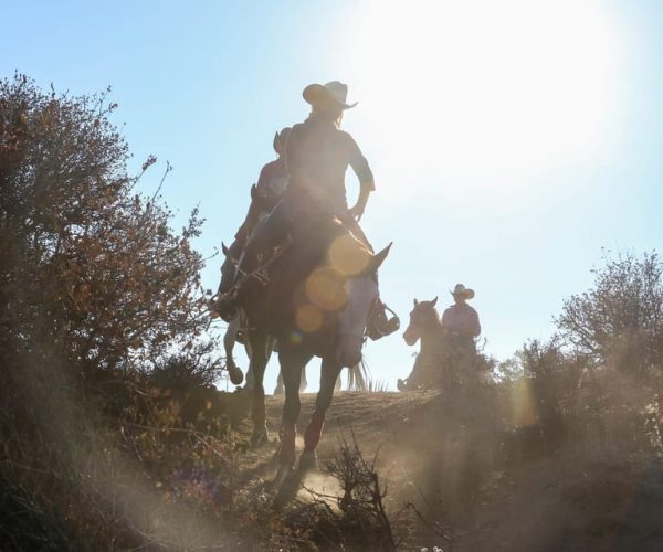 Half Day Horseback Riding Experience through Joshua Tree – California, United States