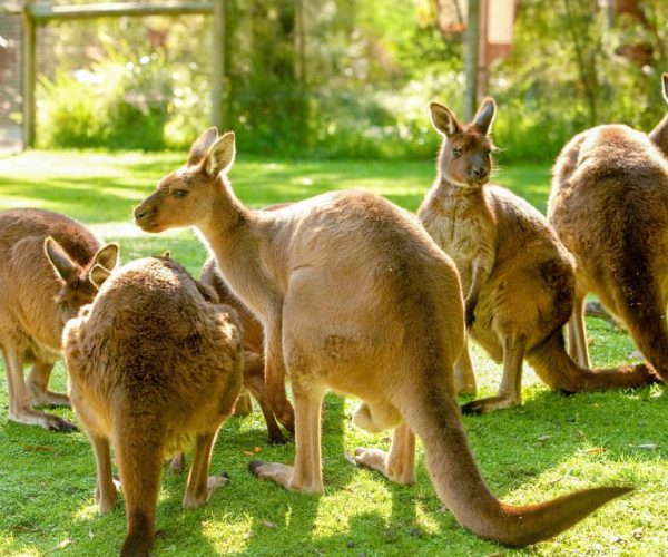 Healesville Sanctuary: General Admission Ticket – Victoria, Australia, Australia