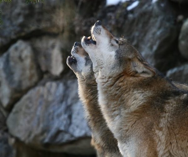 Innsbruck: Alpine Zoo Entrance Ticket – Tyrol, Austria