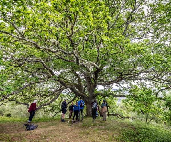 Inverness: Lochs, Waterfalls and Rewilding Experience – Scottish Highlands, United Kingdom