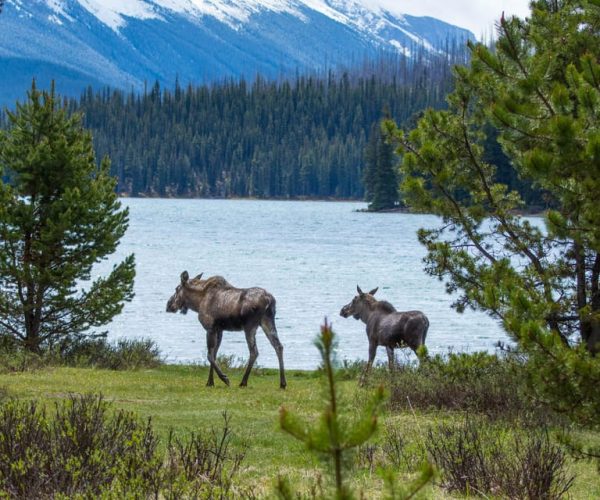 Jasper: Wildlife and Waterfalls Tour with Lakeshore Hike – British Columbia, Canada