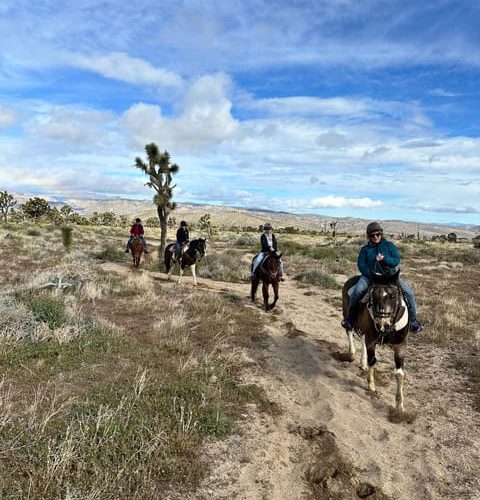 Joshua Tree National Park: 3 hr Guided Horseback Ride – California, United States