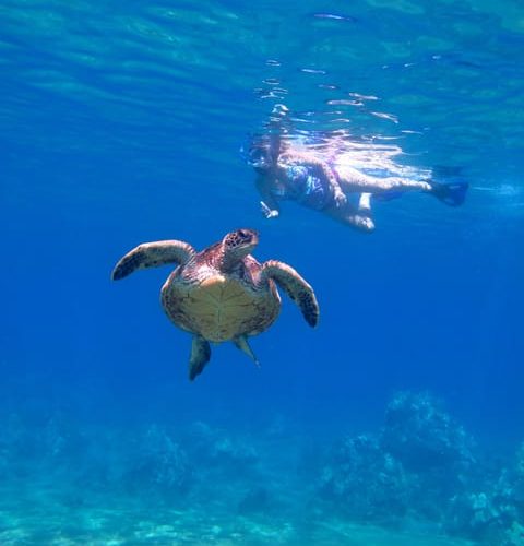 Kayak Snorkel Adventure with Hawaiian Green Sea Turtles – Kihei, Hawaii